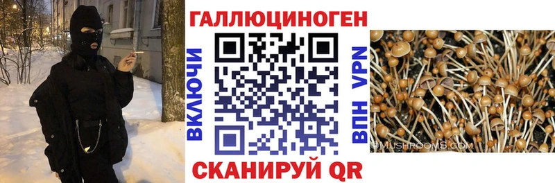 нарко площадка как зайти  Мурино  Галлюциногенные грибы GOLDEN TEACHER 
